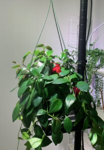 光合成促進ライトの下で咲くリップスティックプランツ